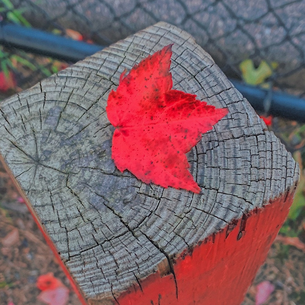 Meet your Posher, Seila